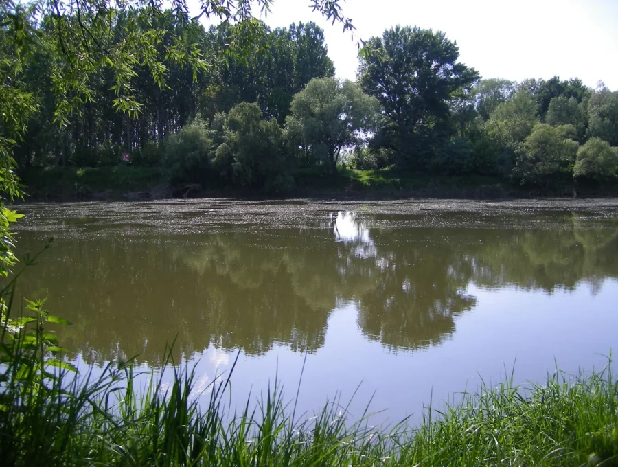 a Vág kamocsai partja